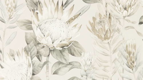 King Protea 216647